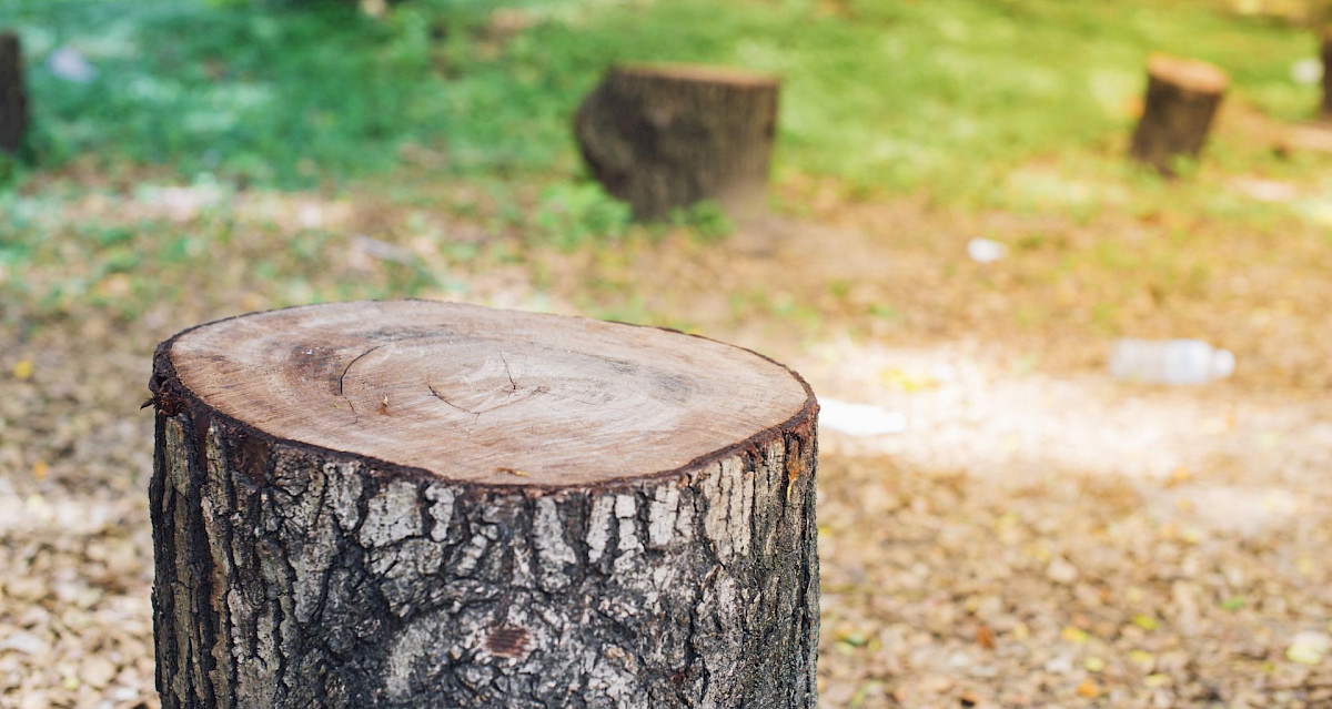 Kantojyrsintä ja kantojen poisto Oulun ja lähikuntien alueella